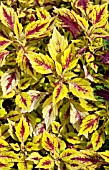 COLEUS PINEAPPLE SPLASH