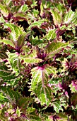 COLEUS PINK RUFFLES