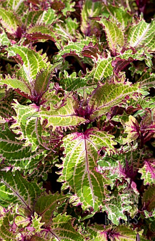 COLEUS_PINK_RUFFLES