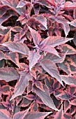 COLEUS RELIGIOUS RADISH