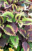 COLEUS ROARING FIRE