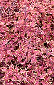 COLEUS UNDER THE SEA BONEFISH