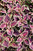 COLEUS WATERMELON