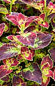 COLEUS YALAHA