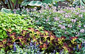 COLEUS, CLEOME, ENSETE