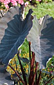 COLOCASIA BLACK MAGIC