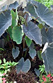 COLOCASIA BLACK MAGIC