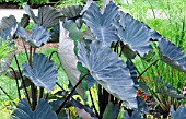 COLOCASIA BLACK MAGIC