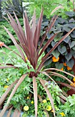 CORDYLINE RED STAR