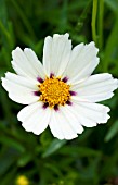 COREOPSIS BIG BANGâ„¢ STAR CLUSTER