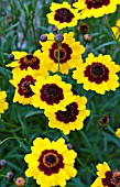 COREOPSIS COLOROPSIS CHA CHA CHA