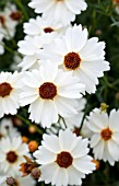 COREOPSIS COLOROPSIS LIMBO