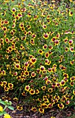 COREOPSIS COLOROPSIS SALSA