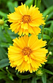 COREOPSIS GRANDIFLORA SUNNY DAY