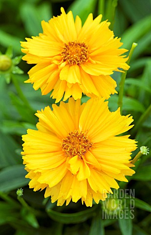 COREOPSIS_GRANDIFLORA_SUNNY_DAY