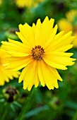 COREOPSIS GRANDIFLORA SUNNY DAY