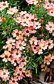 COREOPSIS LITTLE PENNY