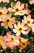 COREOPSIS MANGO PUNCH