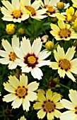 COREOPSIS REDSHIFT