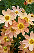 COREOPSIS SIENNA SUNSET