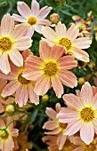 COREOPSIS SIENNA SUNSET