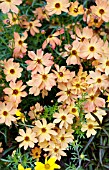 COREOPSIS TROPICAL LEMONADE