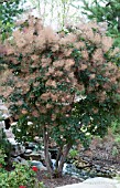 COTINUS COGGYGRIA