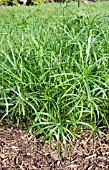 CYPERUS BABY TUT