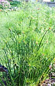 CYPERUS KING TUT