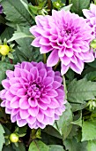 DAHLIA DAHLINOVA HYPNOTICA LAVENDER