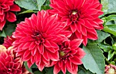 DAHLIA DAHLINOVA HYPNOTICA RED