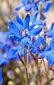 DELPHINIUM GRANDIFLORUM DIAMONDS BLUE