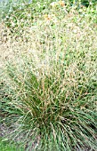 DESCHAMPSIA CAESPITOSA GOLDGEHANGE