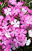 DIANTHUS BOUQUET ROSE MAGIC