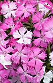 DIANTHUS BOUQUET ROSE MAGIC