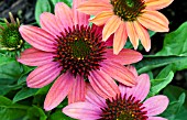 ECHINACEA CHEYENNE SPIRIT