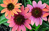 ECHINACEA CHEYENNE SPIRIT