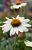 ECHINACEA FRAGRANT ANGEL