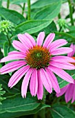 ECHINACEA PURPUREA POWWOW WILD BERRY