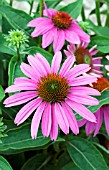 ECHINACEA PURPUREA POWWOW WILD BERRY