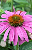 ECHINACEA PURPUREA POWWOW WILD BERRY