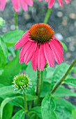 ECHINACEA PURPUREA RED KNEE HIGH