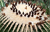 ECHINOCACTUS GRUSONII