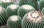 ECHINOCACTUS GRUSONII