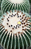 ECHINOCACTUS GRUSONII