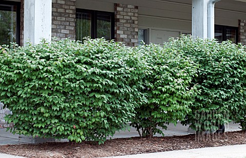 EUONYMUS_ALATA