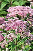 EUPATORIUM FISTULOSUM GATEWAY