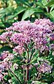 EUPATORIUM FISTULOSUM GATEWAY