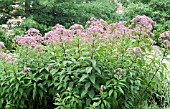 EUPATORIUM PURPUREUM