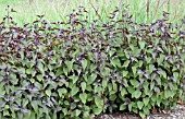 EUPATORIUM RUGOSUM CHOCOLATE